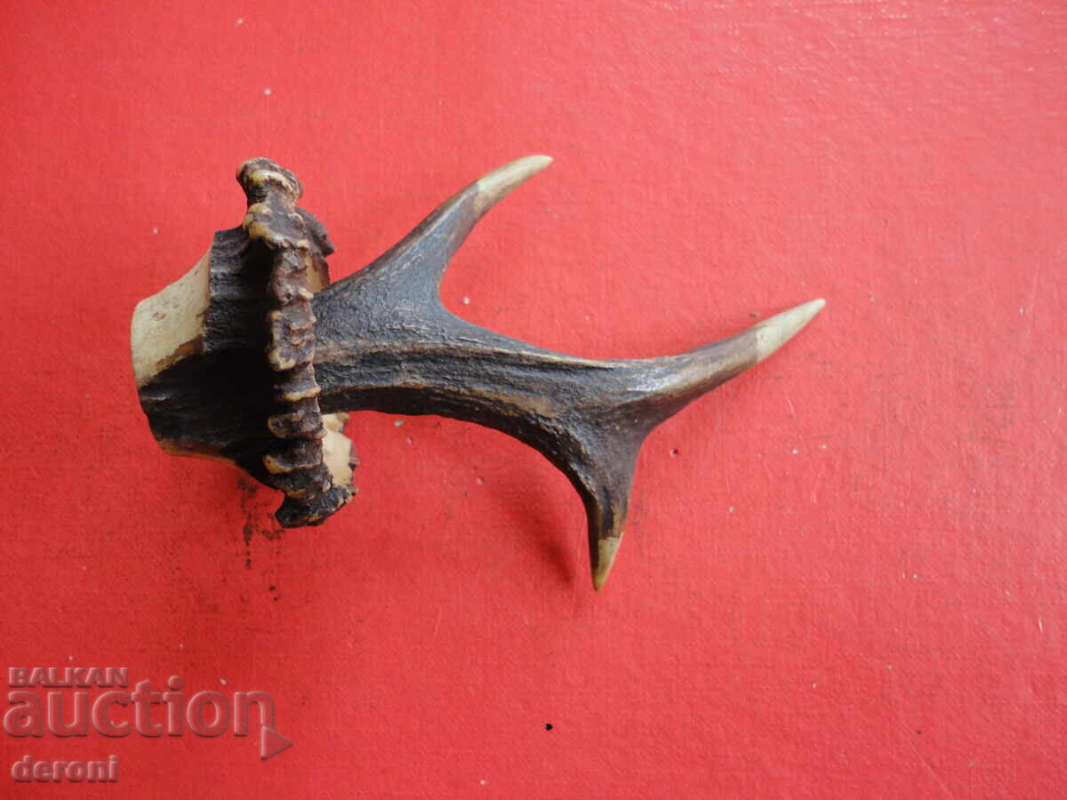 Horn of a horn hanger with price 10.00 BGN | € 5.11