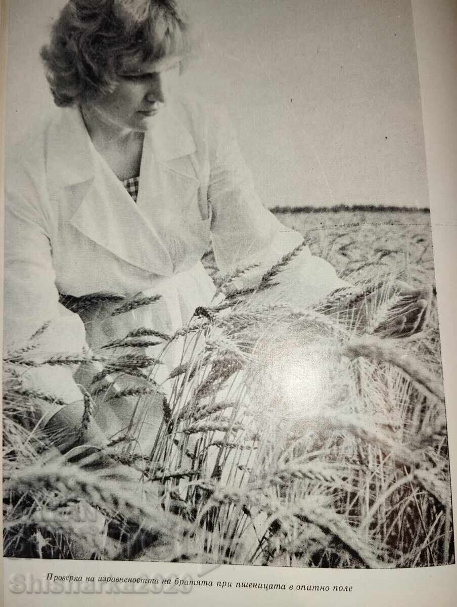 Delivery of 25 years of socialist agriculture in Bulgaria Delivery of 25 years of socialist agriculture in Bulgaria