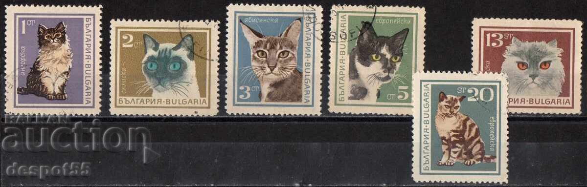 1967. Bulgaria. Pisicile. 1967. Bulgaria. Pisicile.