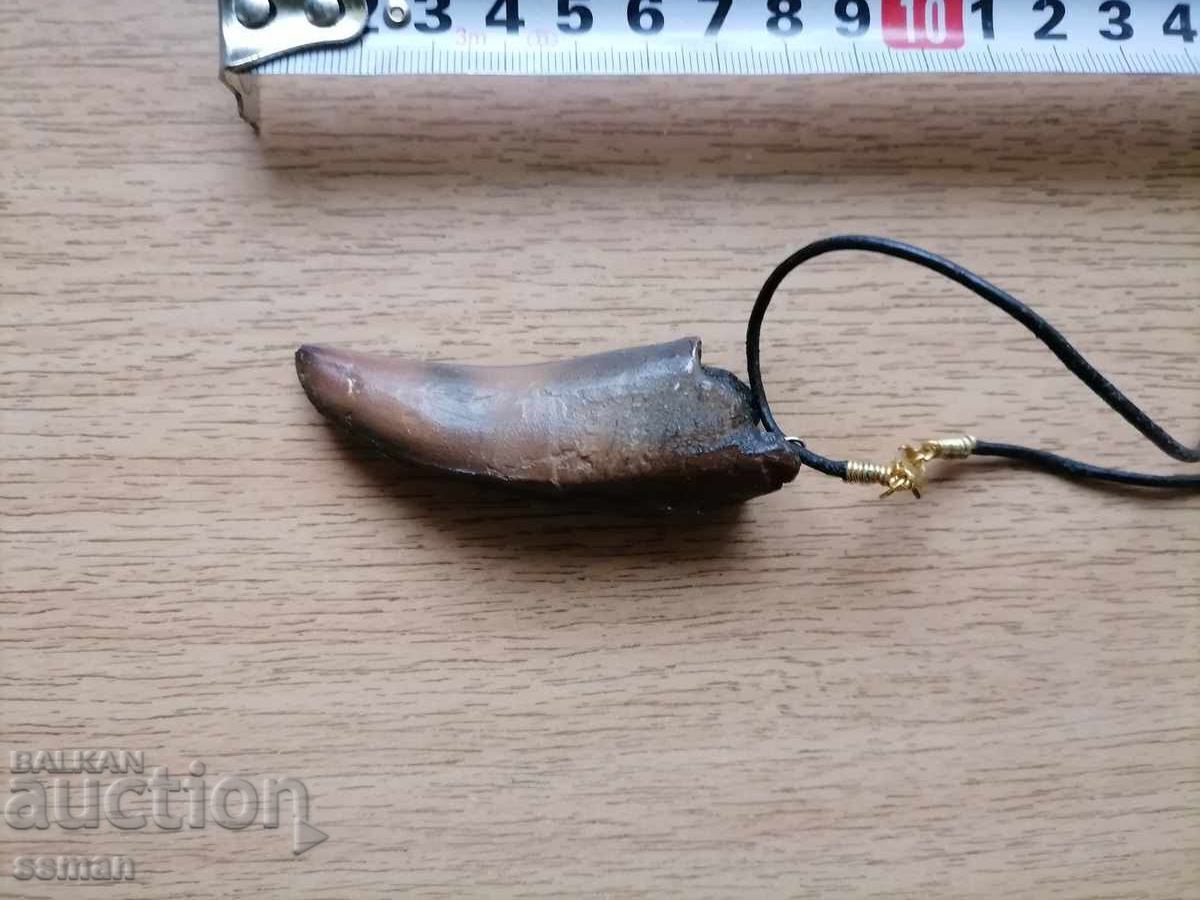 Amulet tooth with price 5.00 BGN | € 2.56
