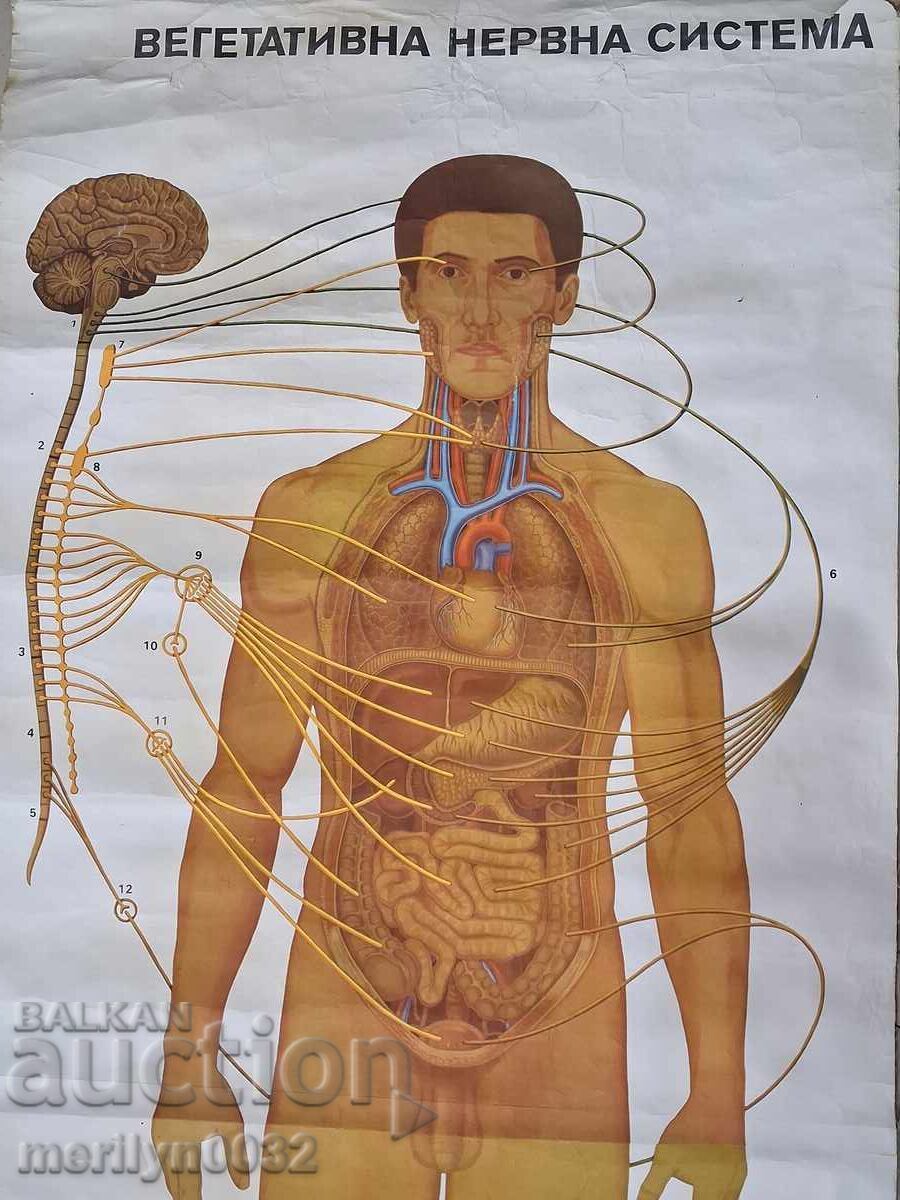 Ιατρικός πίνακας Αυτόνομο νευρικό σύστημα Uchtehprom NRB με τιμή 78.00 BGN | € 39.88