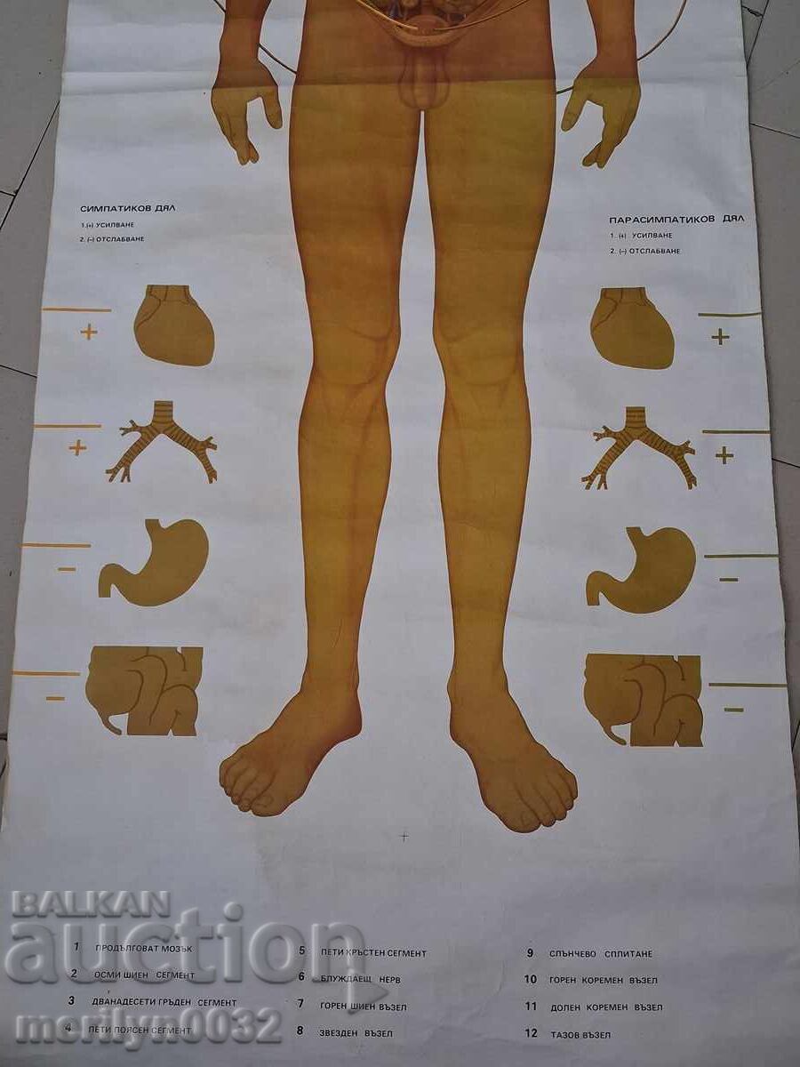 Δημοπρασία Ιατρικός πίνακας Αυτόνομο νευρικό σύστημα Uchtehprom NRB