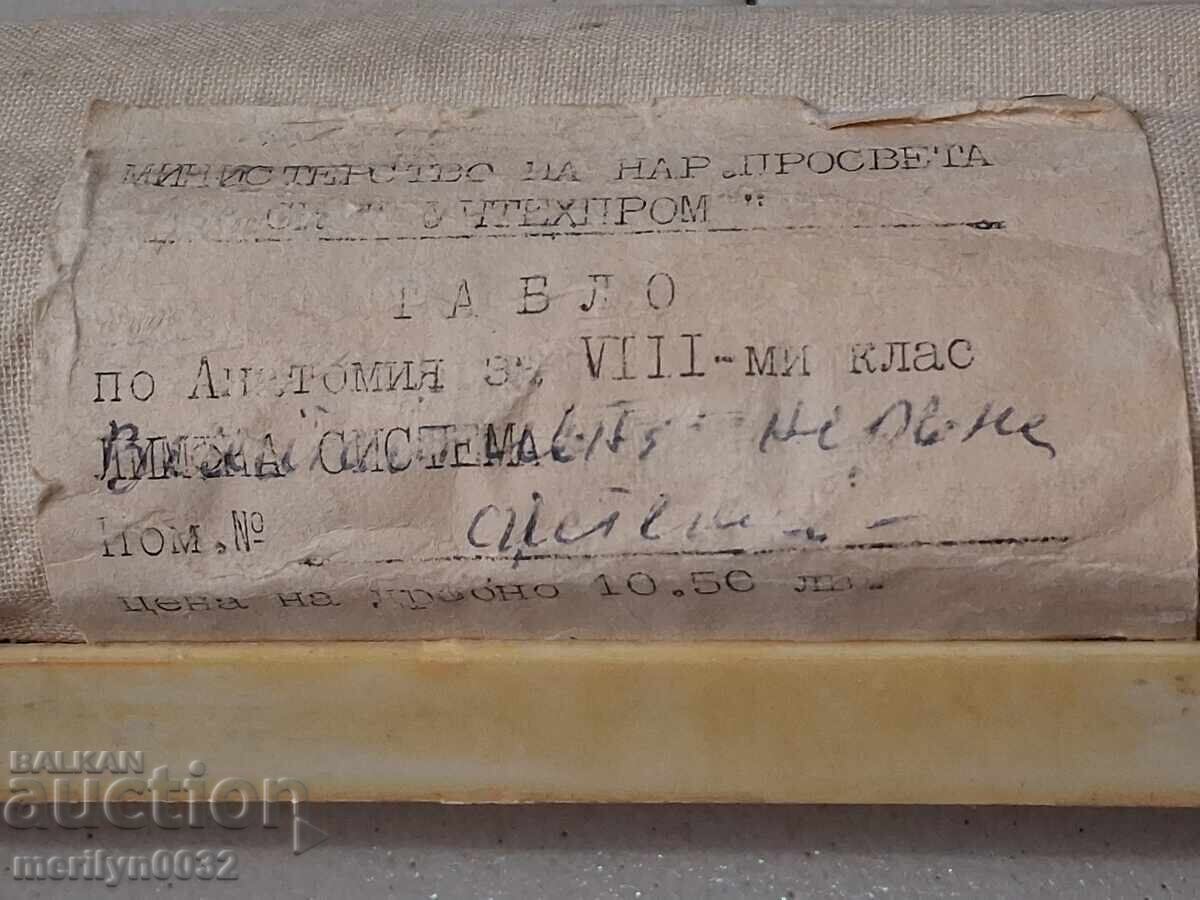 Ιατρικός πίνακας Αυτόνομο νευρικό σύστημα Uchtehprom NRB - 6