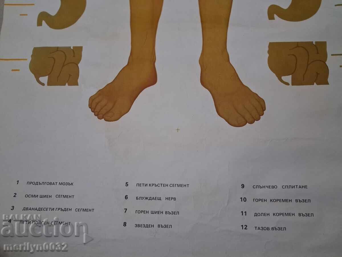 Ιατρικός πίνακας Αυτόνομο νευρικό σύστημα Uchtehprom NRB - 7