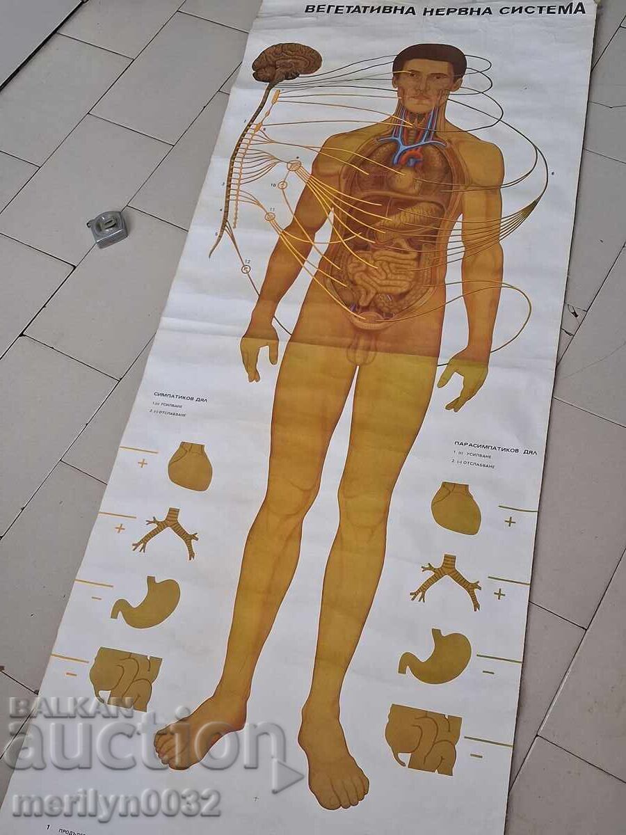 Ιατρικός πίνακας Αυτόνομο νευρικό σύστημα Uchtehprom NRB