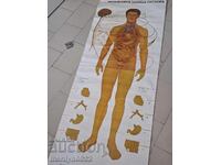 Medical Chart: Autonomic Nervous System, UchTekhProm, NRB