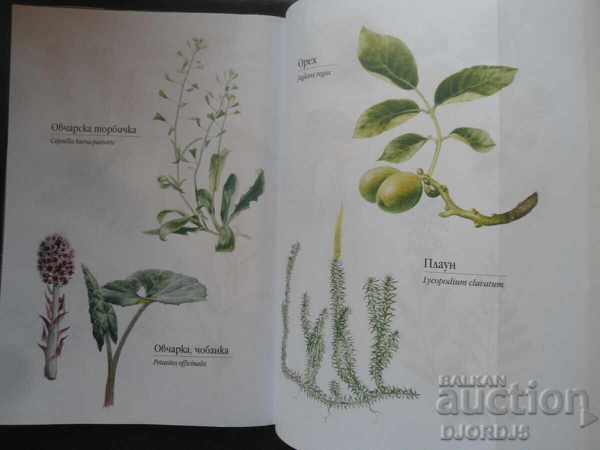 Здраве от аптеката на ГОСПОД, Мария Требен - 6 Здраве от аптеката на ГОСПОД, Мария Требен - 6