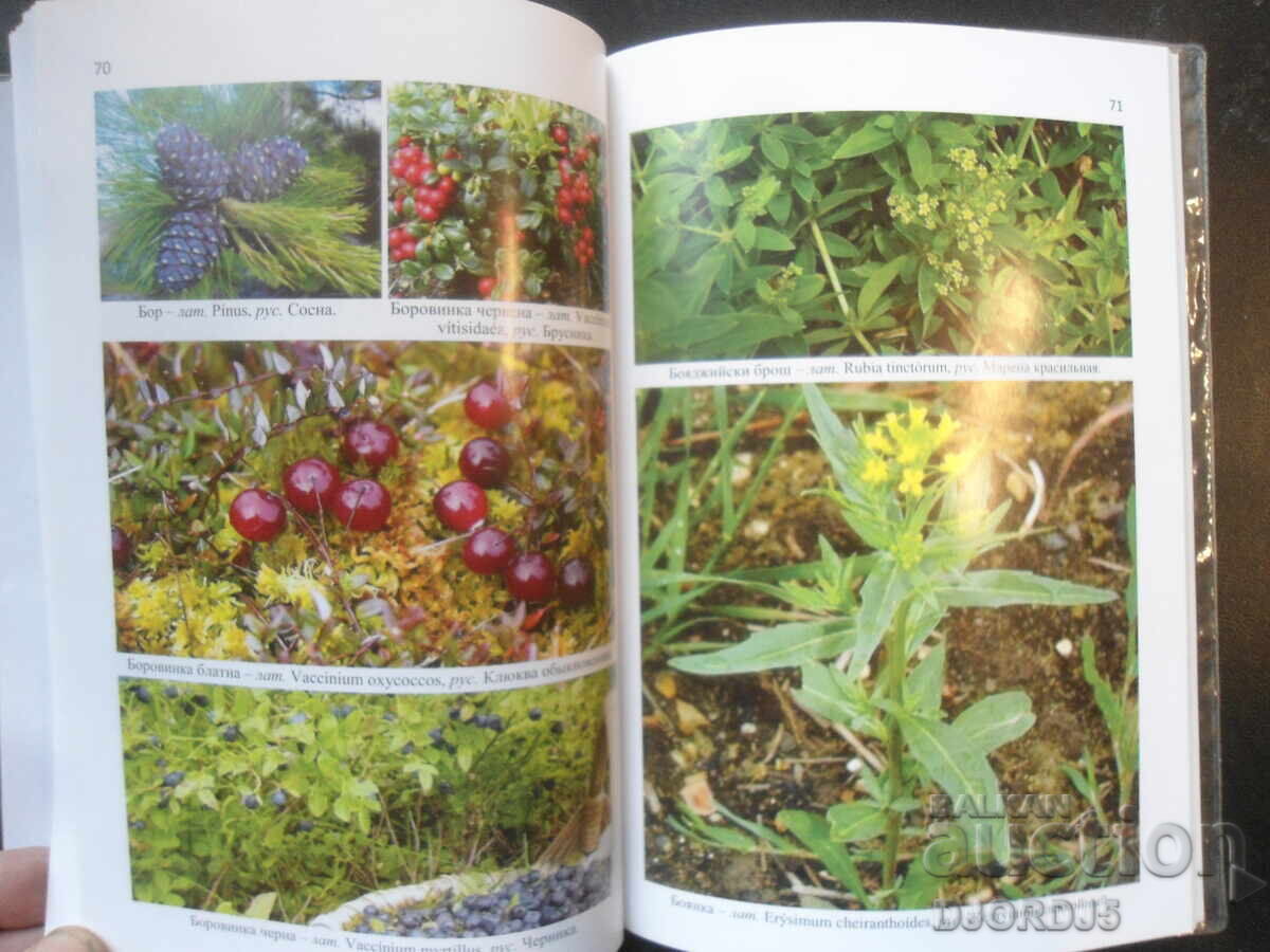 Delivery of Cancer is curable with the medicines from God's pharmacy - herbs Delivery of Cancer is curable with the medicines from God's pharmacy - herbs