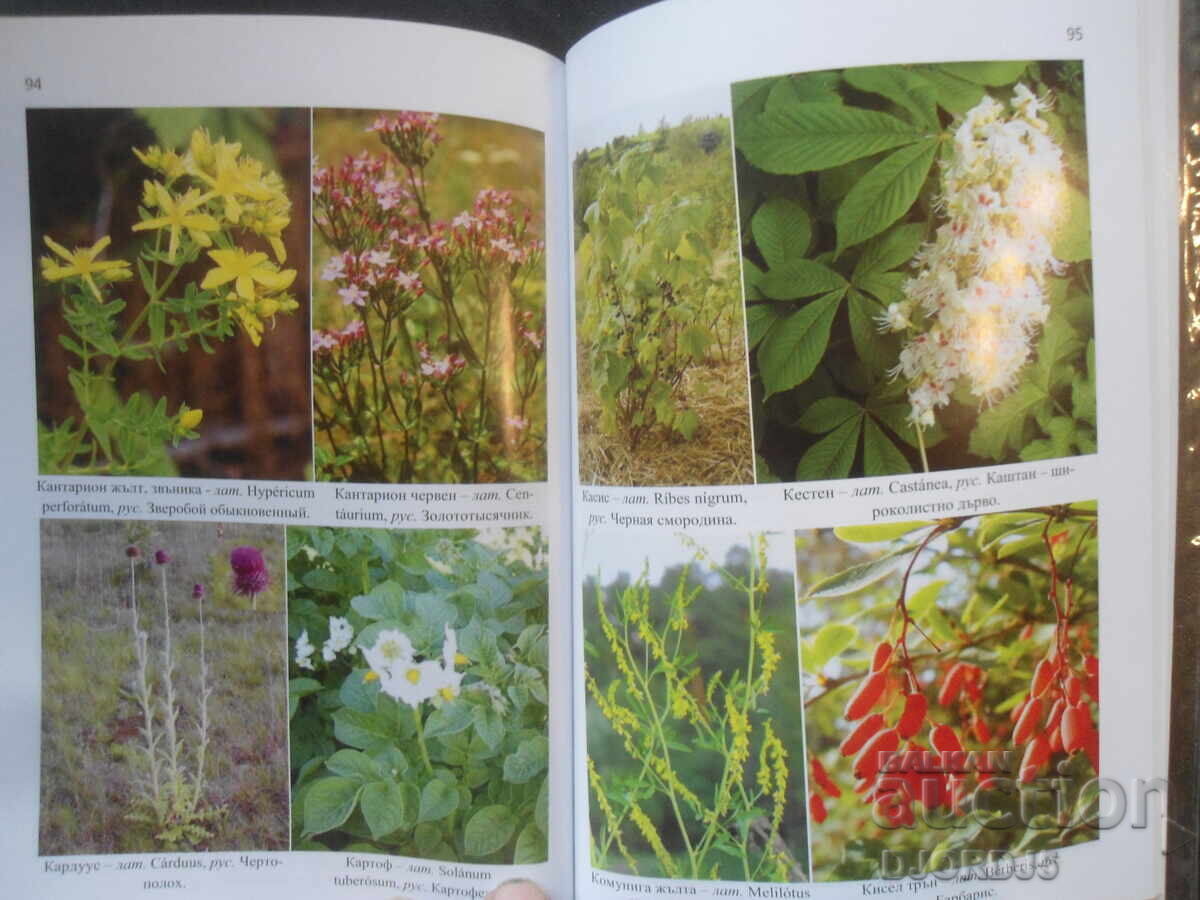 Cancer is curable with the medicines from God's pharmacy - herbs - 6 Cancer is curable with the medicines from God's pharmacy - herbs - 6