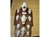 Prădătorii în Bulgaria