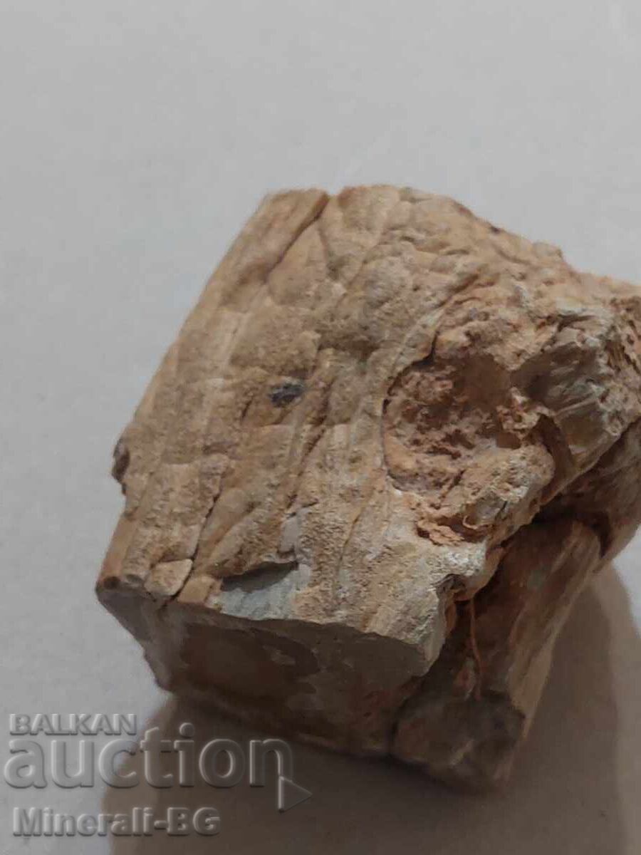 Lemn pietrificat cu preț 25.00 BGN | € 12.78 Lemn pietrificat cu preț 25.00 BGN | € 12.78