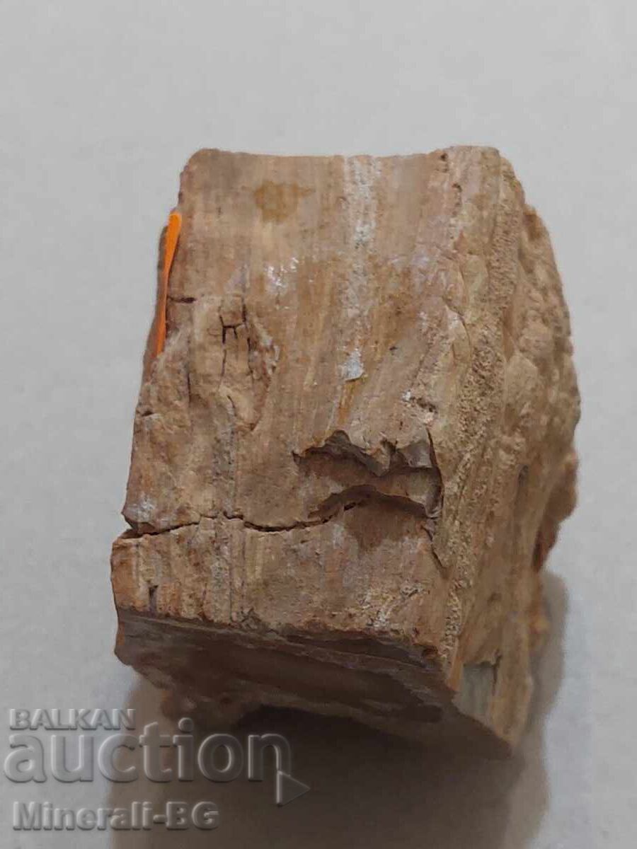 Licitație Lemn pietrificat Licitație Lemn pietrificat