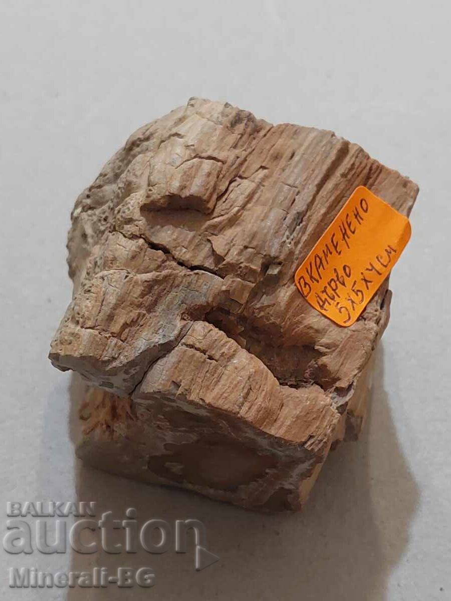 Livrarea Lemn pietrificat Livrarea Lemn pietrificat