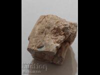 Вкаменено дърво.