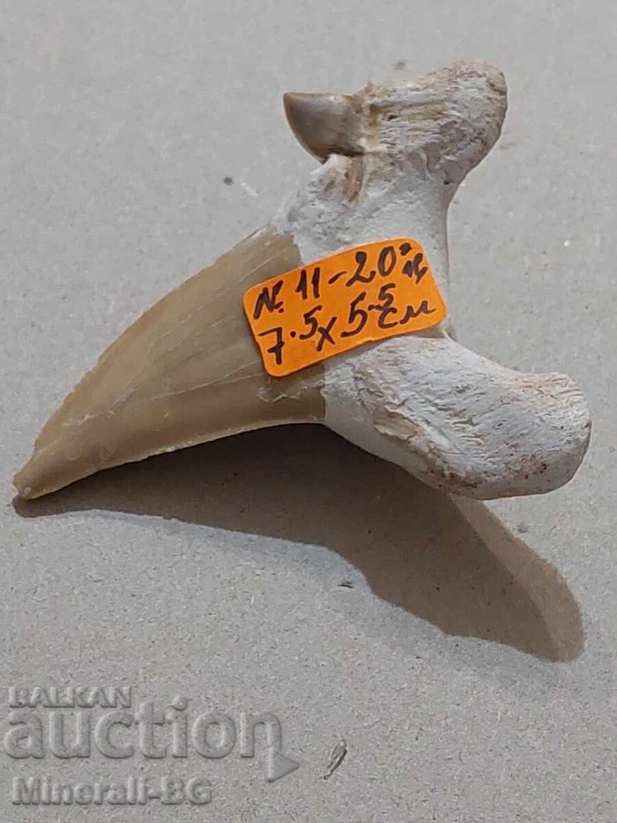 Shark tooth with price 20.00 BGN | € 10.23 Shark tooth with price 20.00 BGN | € 10.23