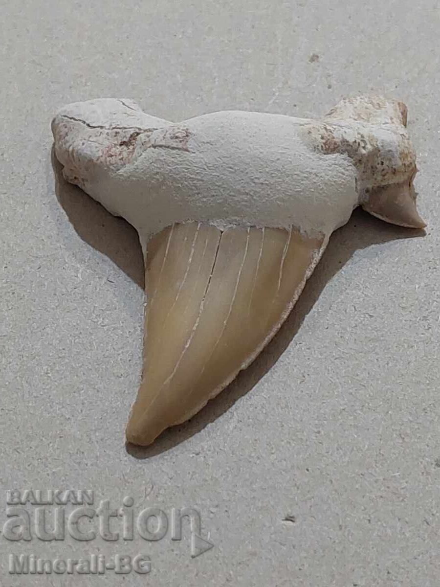 Shark tooth