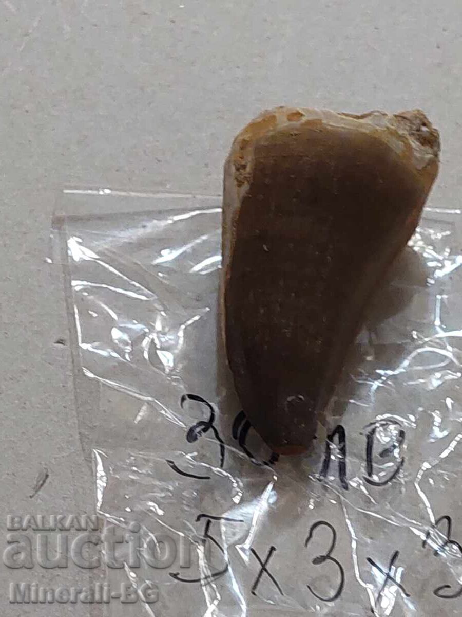 Mosasaur Tooth with price 30.00 BGN | € 15.34