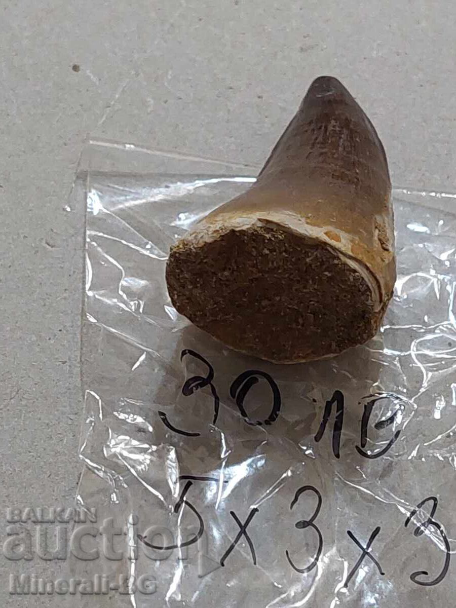 Licitație Dinți de mosasaur