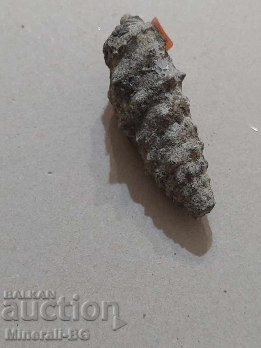 Melc Gastropod cu preț € 5.11 | 9.99 BGN