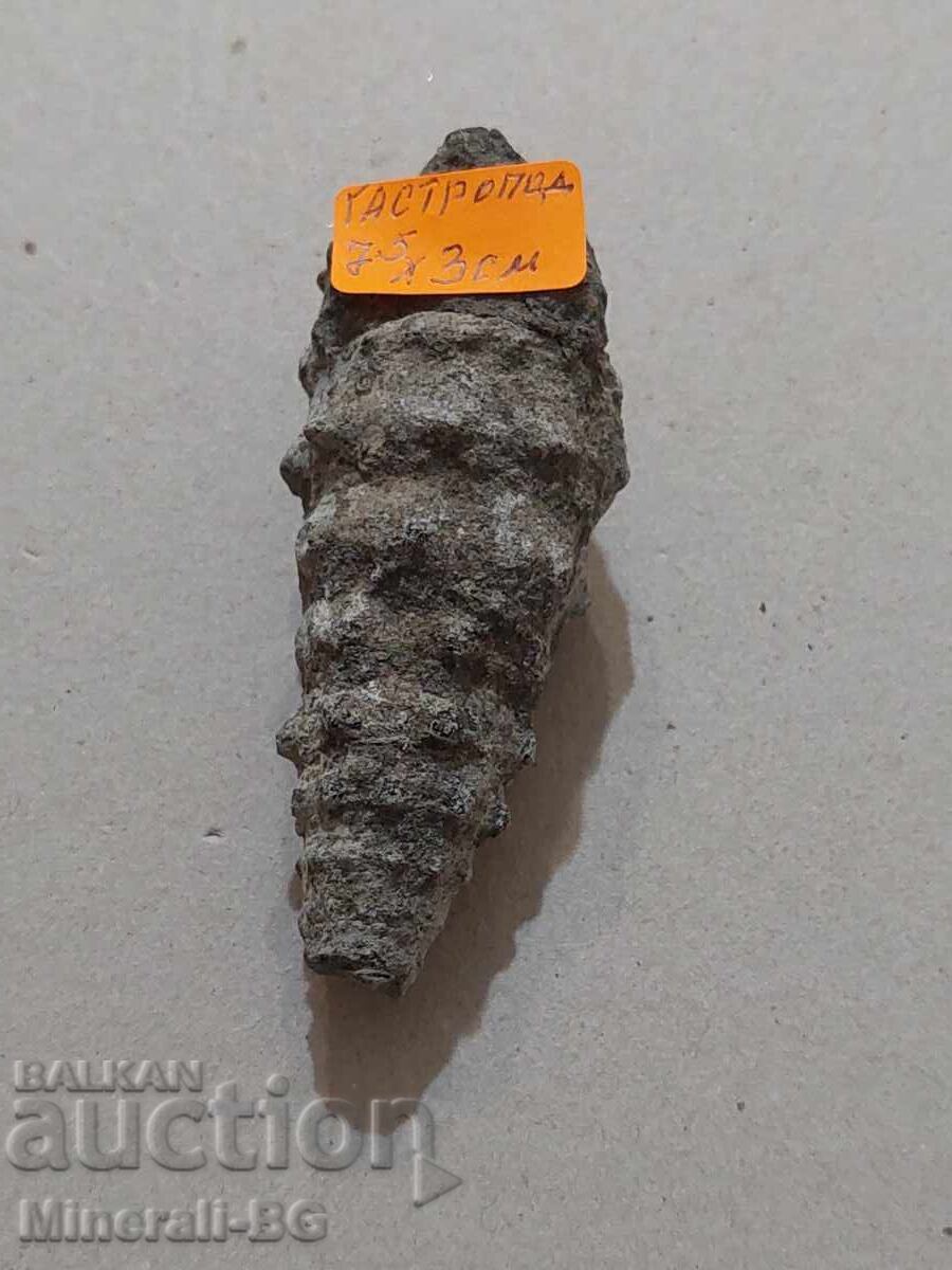 Licitație Melc Gastropod