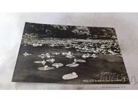 Postcard Sozopol Water Lilies in Tsar's River