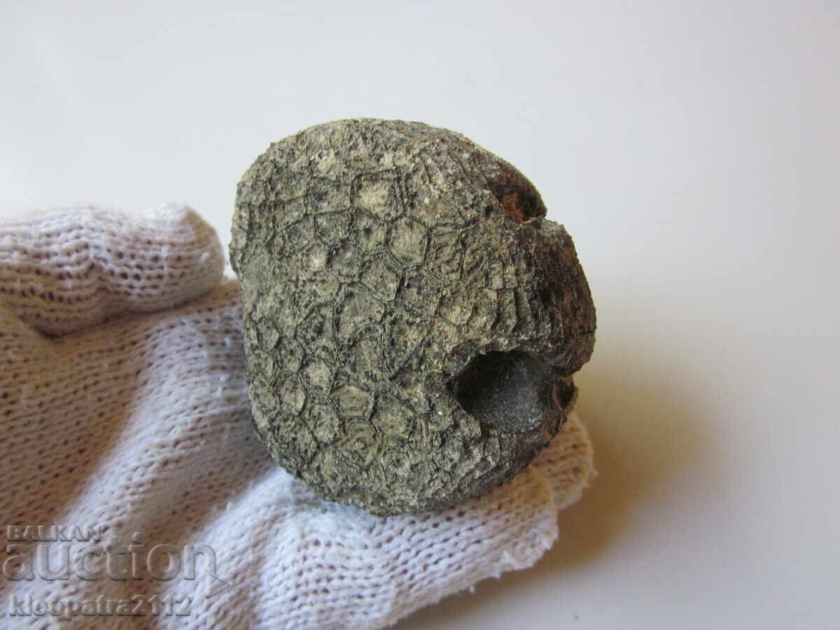 FOSIL DE ARICI DE MARE - FOARTE RAR ȘI FRUMOS cu preț 20.00 BGN | € 10.23