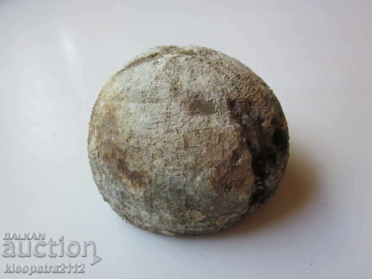 Licitație FOSIL DE ARICI DE MARE - FOARTE RAR ȘI FRUMOS