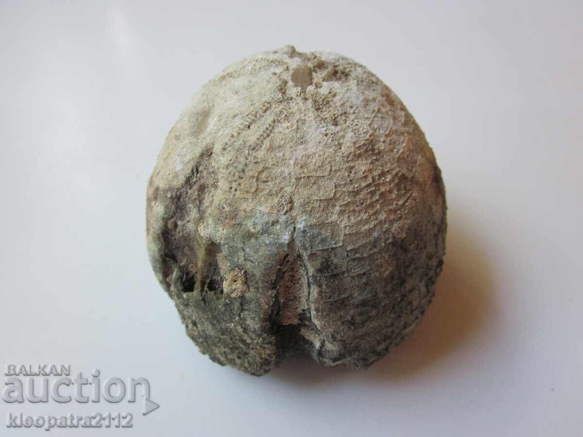 Livrarea FOSIL DE ARICI DE MARE - FOARTE RAR ȘI FRUMOS