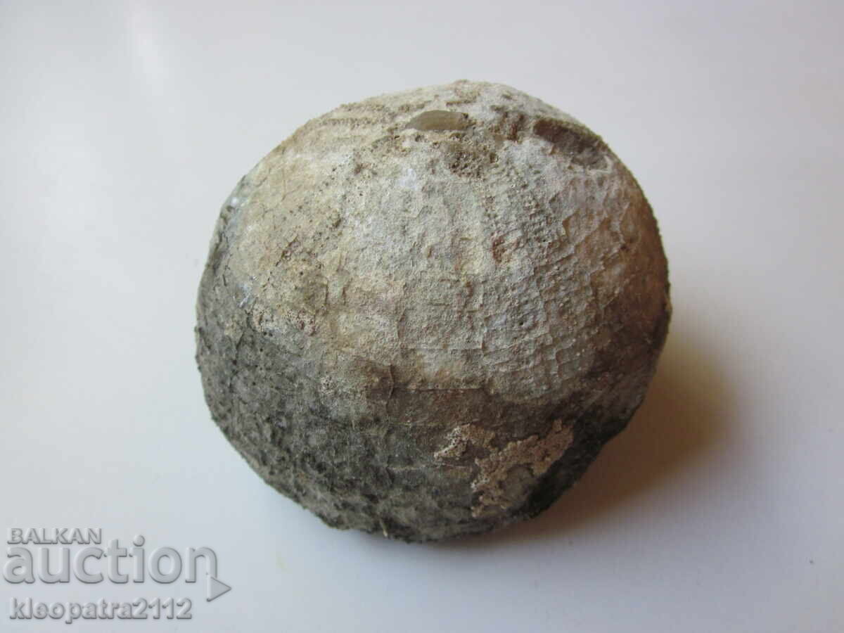 FOSIL DE ARICI DE MARE - FOARTE RAR ȘI FRUMOS - 5