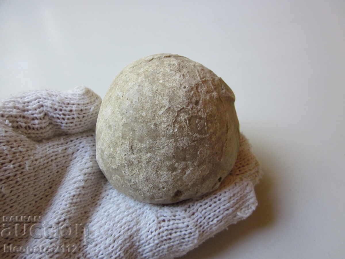 FOSSIL SEA URCHIN - VERY RARE AND BEAUTIFUL. 2 with price 20.00 BGN | € 10.23