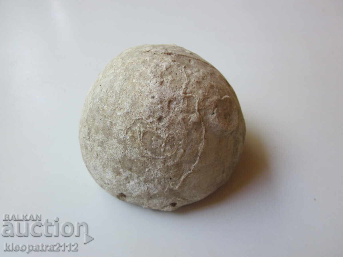Auction  FOSSIL SEA URCHIN - VERY RARE AND BEAUTIFUL. 2
