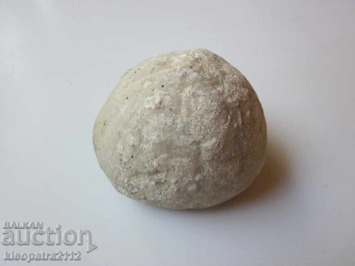 FOSSIL SEA URCHIN - VERY RARE AND BEAUTIFUL. 2 - 5