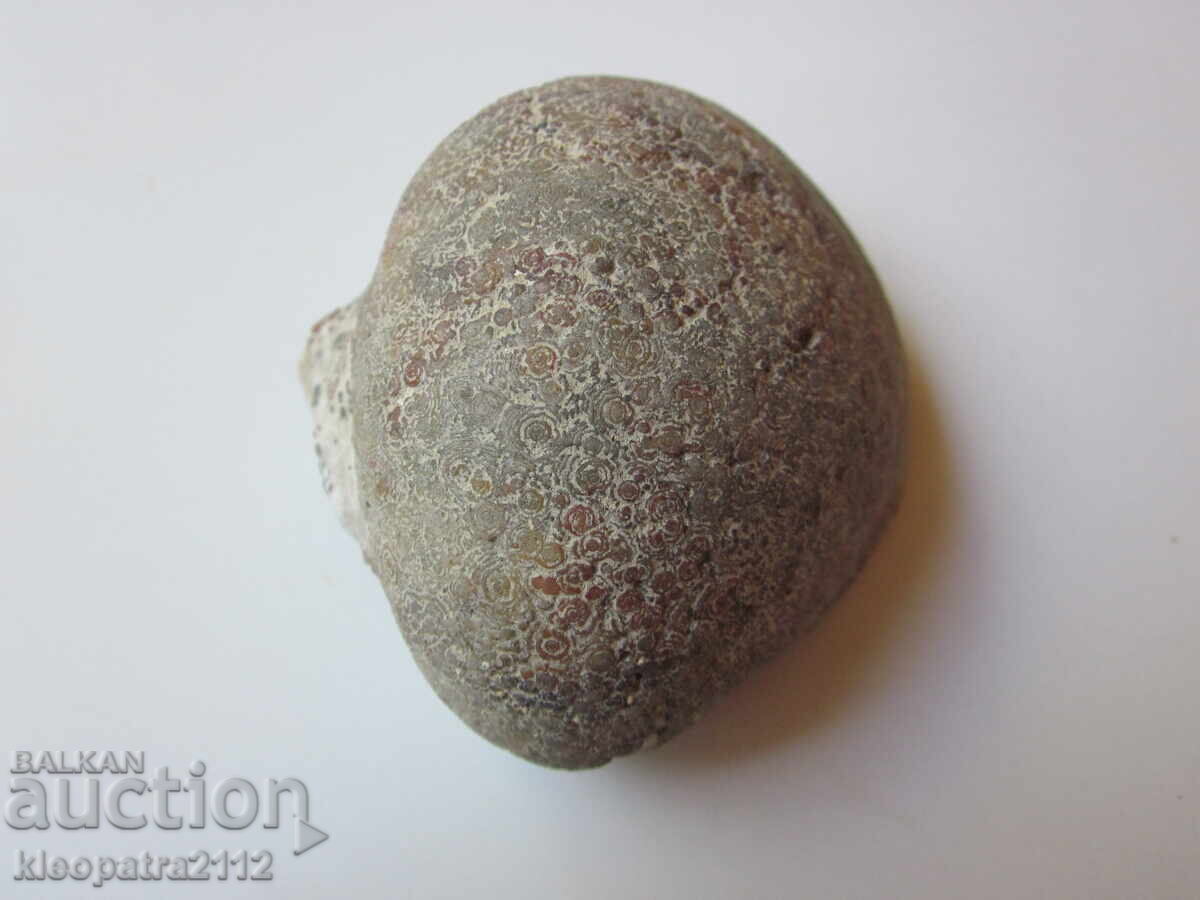 FOSSIL - FOARTE RARA SI FRUMOASA. cu preț 20.00 BGN | € 10.23