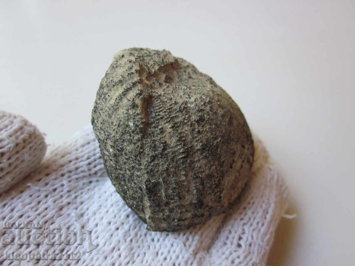 FOSSIL SEA URCHIN - VERY RARE AND BEAUTIFUL. 4 with price 30.00 BGN | € 15.34