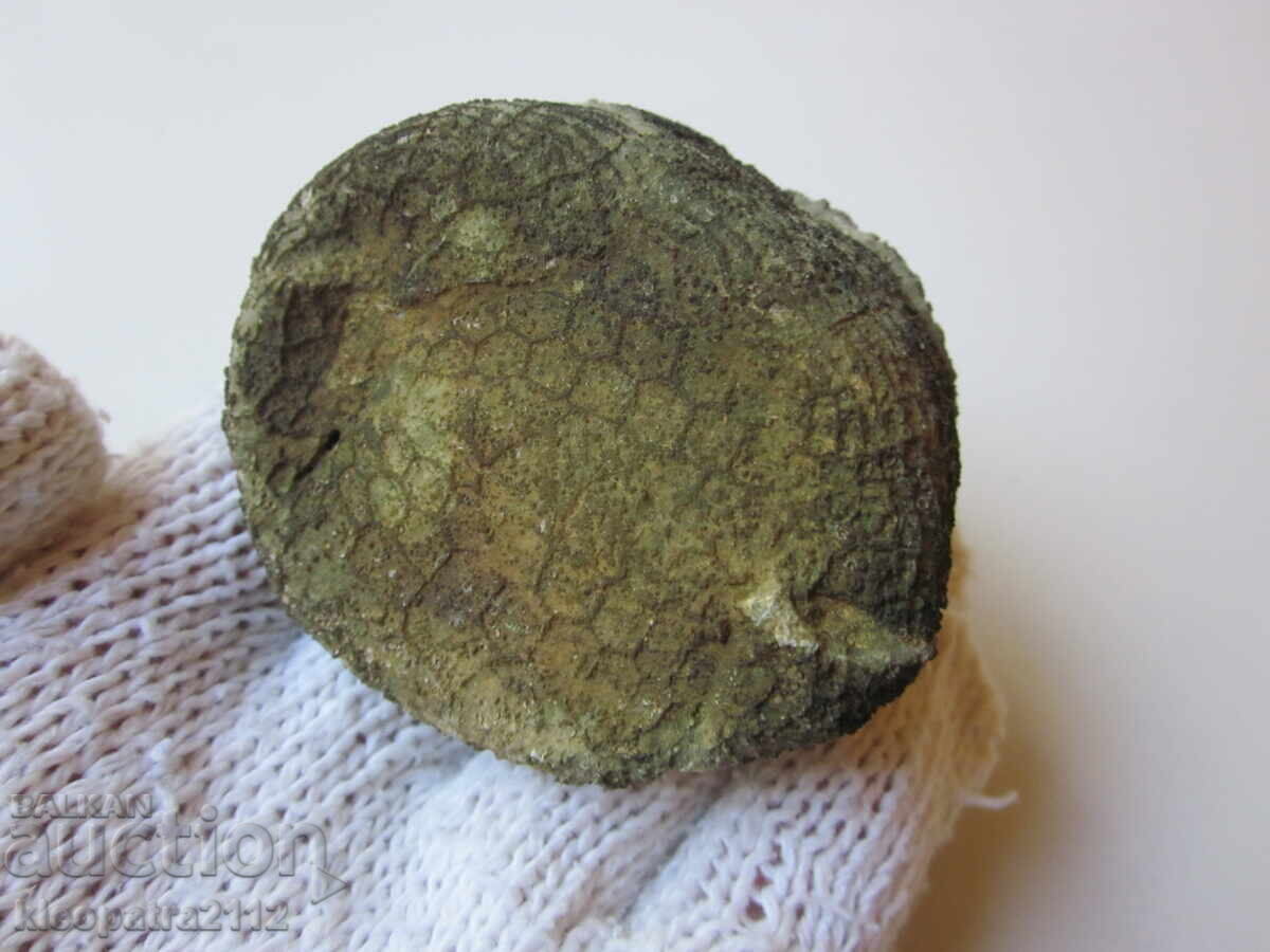 Auction  FOSSIL SEA URCHIN - VERY RARE AND BEAUTIFUL. 4