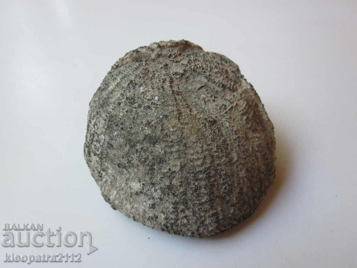 Delivery of FOSSIL SEA URCHIN - VERY RARE AND BEAUTIFUL. 4