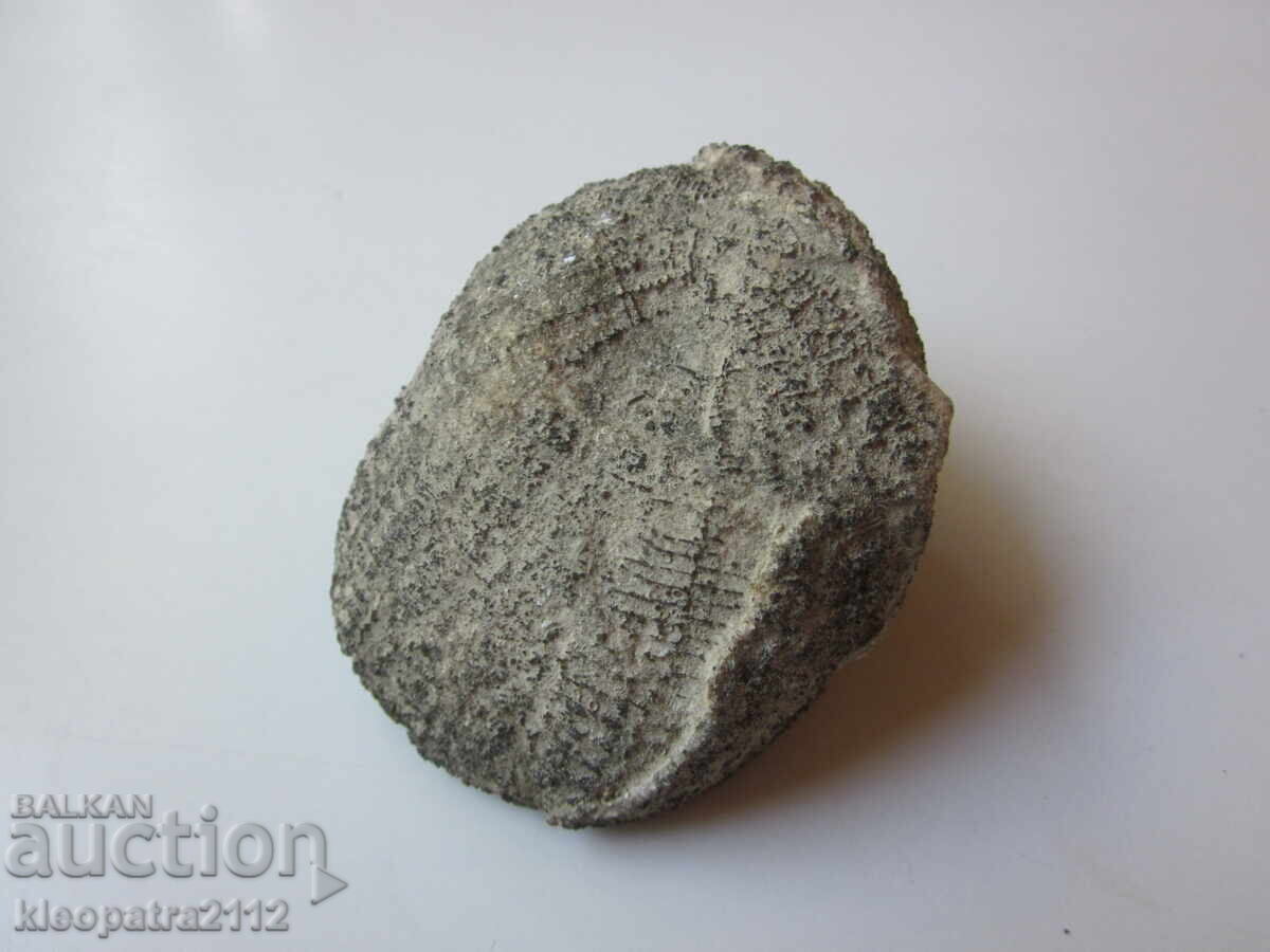 FOSSIL SEA URCHIN - VERY RARE AND BEAUTIFUL. 4 - 5