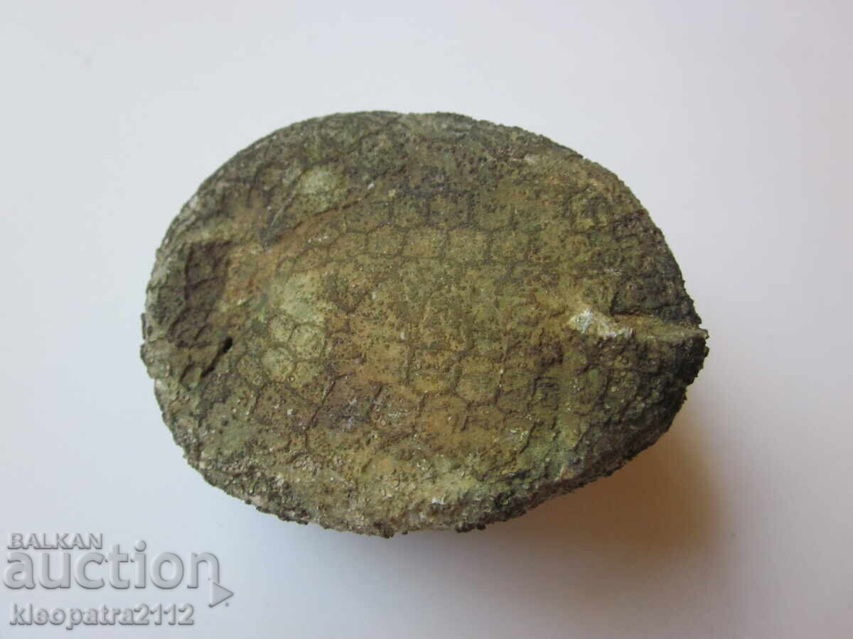 FOSSIL SEA URCHIN - VERY RARE AND BEAUTIFUL. 4 - 6