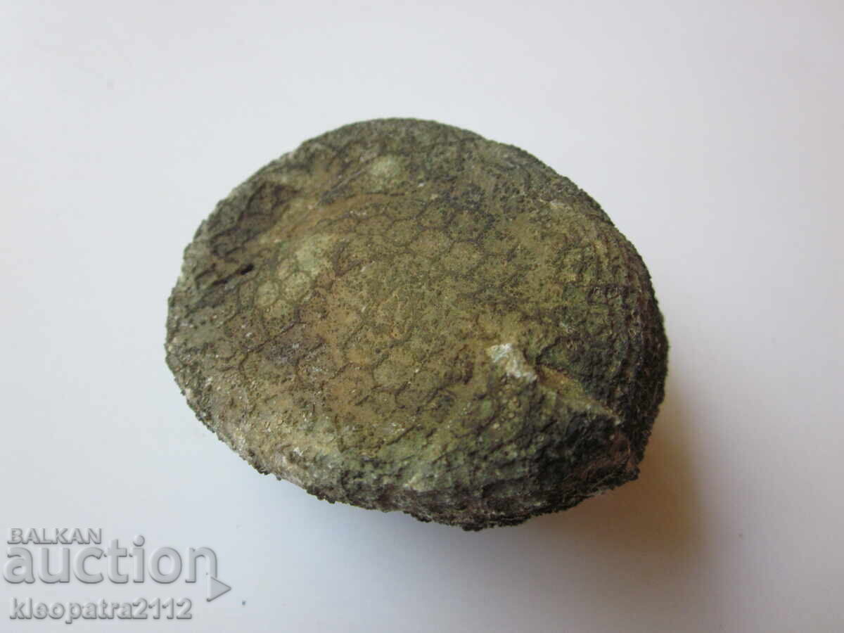 FOSSIL SEA URCHIN - VERY RARE AND BEAUTIFUL. 4 - 7