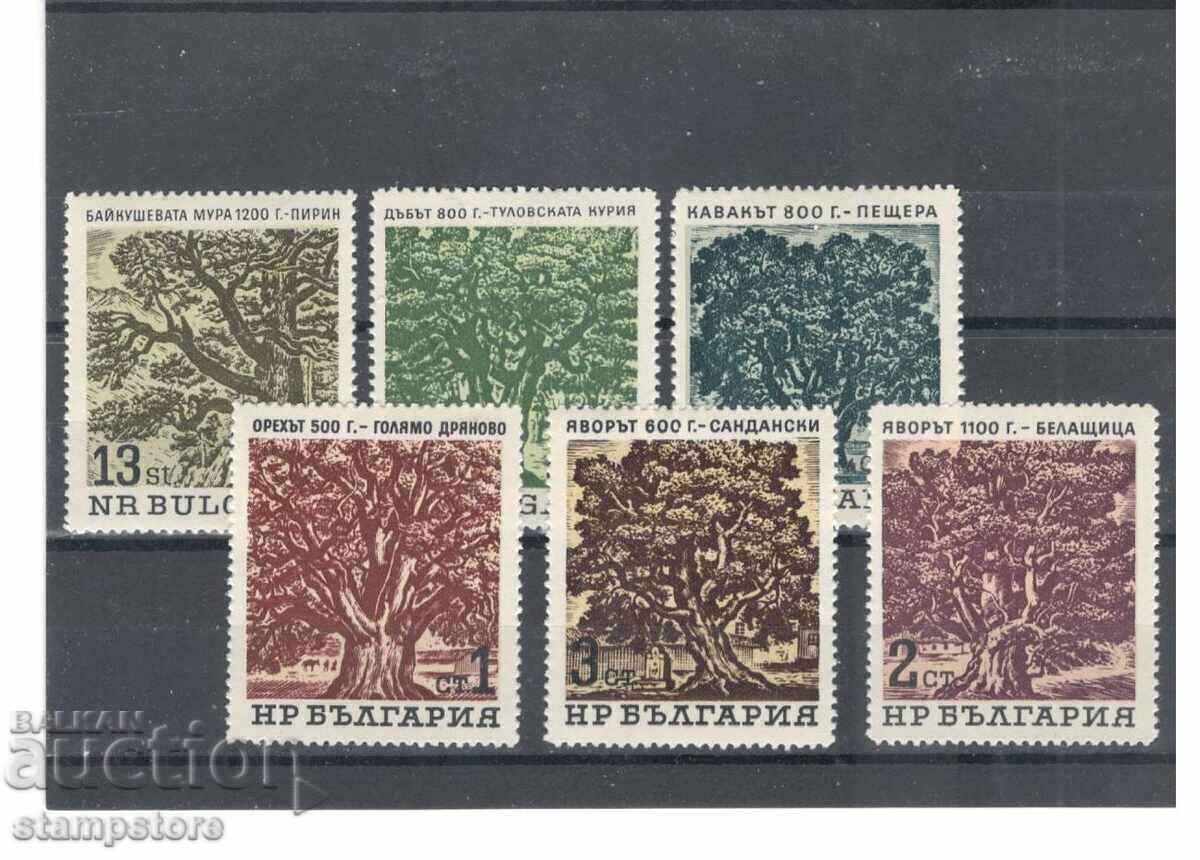 Centuries-old trees 1964