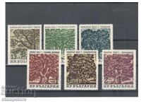 Centuries-old trees 1964