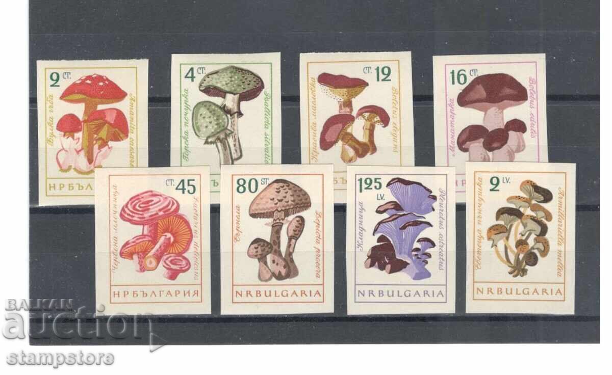Гъби 1962 г - неназъбени Гъби 1962 г - неназъбени