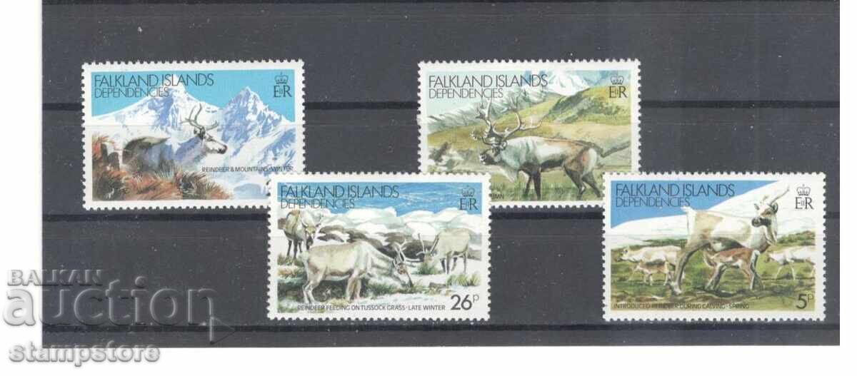 Falkland Islands - Fauna