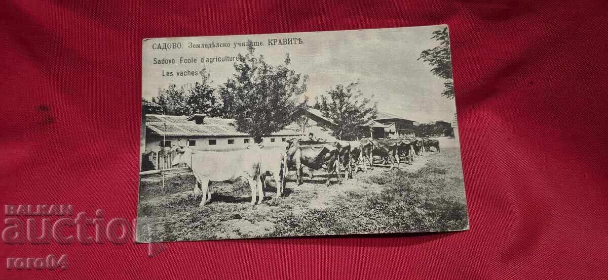 GARDENING - AGRICULTURAL SCHOOL - COWS with price 70.00 BGN | € 35.79