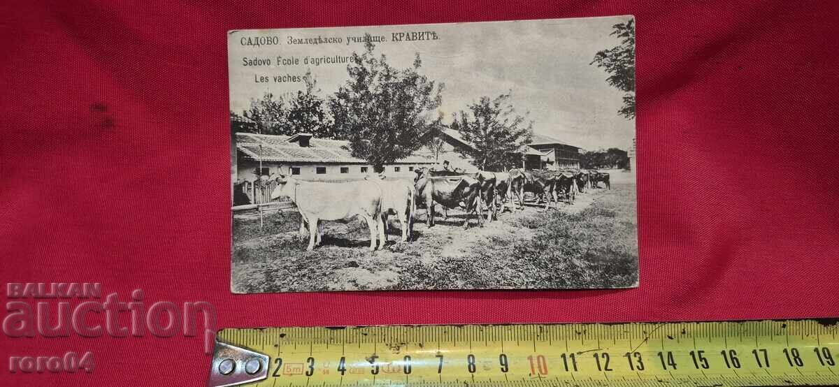 Delivery of GARDENING - AGRICULTURAL SCHOOL - COWS