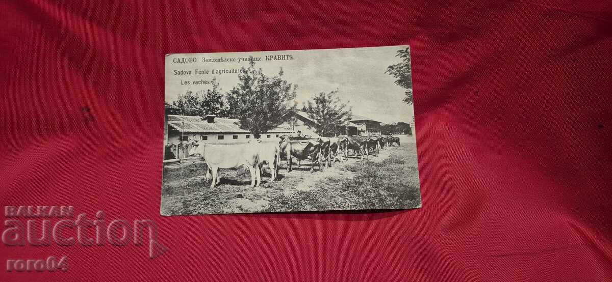 GARDENING - AGRICULTURAL SCHOOL - COWS