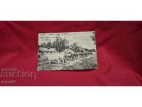 GARDENING - AGRICULTURAL SCHOOL - COWS