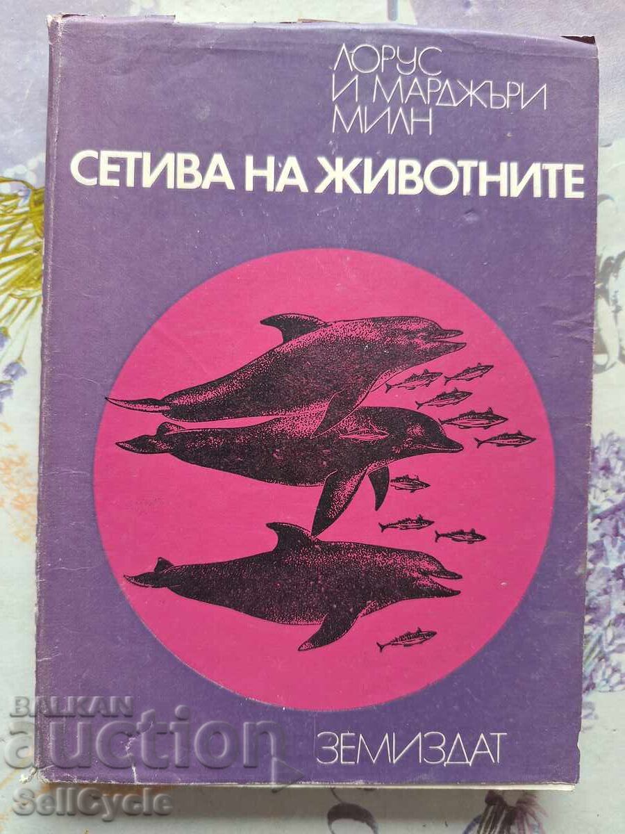 ✅ PETS NETWORK - LORUS AND MARJORIE MILLY!