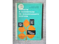 Boli și dăunători la culturile de legume