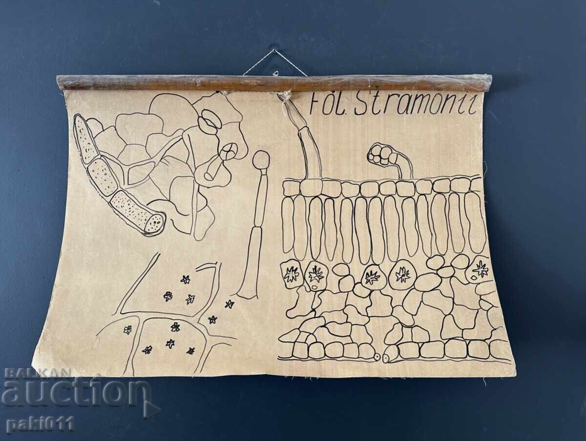 7 posters from the Biology Faculty Sofia with price 150.00 BGN | € 76.69 7 posters from the Biology Faculty Sofia with price 150.00 BGN | € 76.69